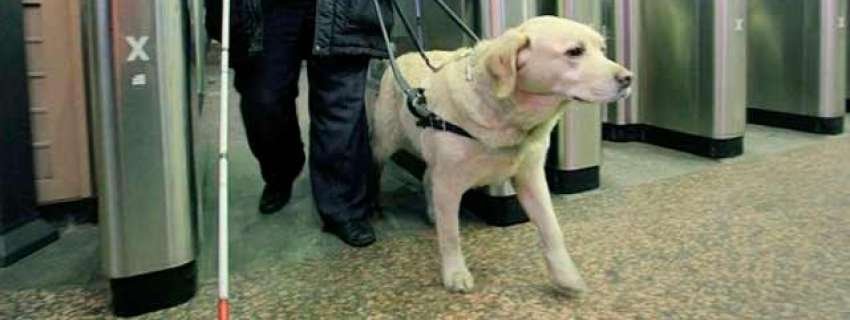 Як адаптувати метро під потреби незрячих з собаками-поводирями?