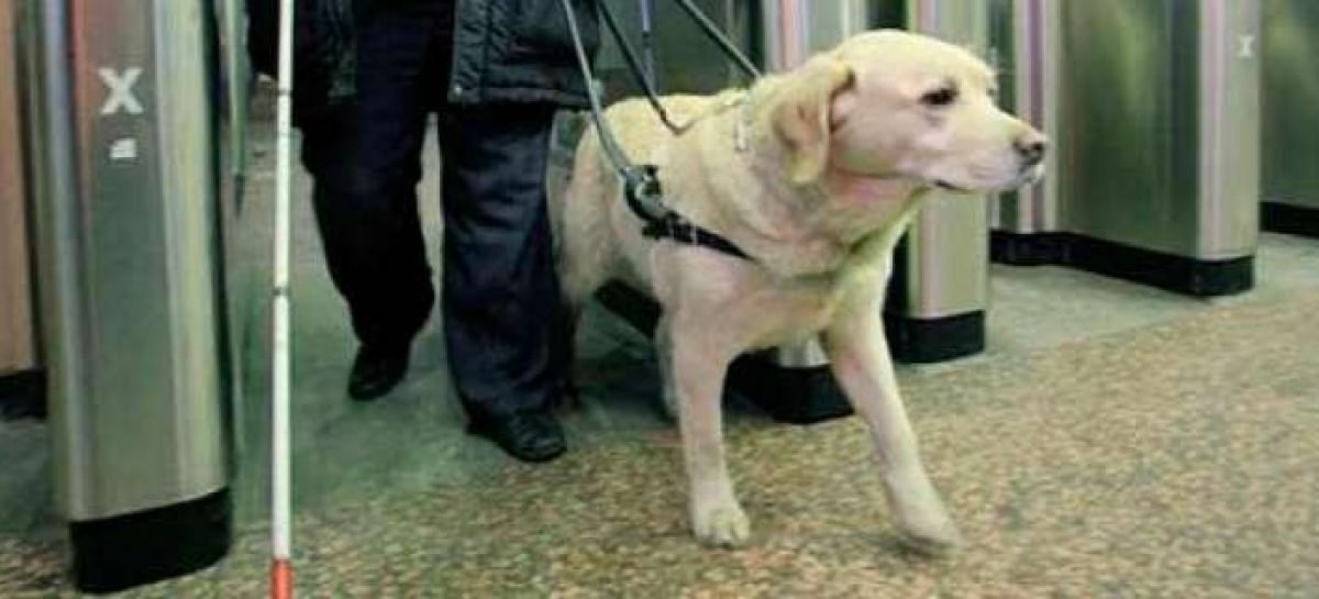 Як адаптувати метро під потреби незрячих з собаками-поводирями?