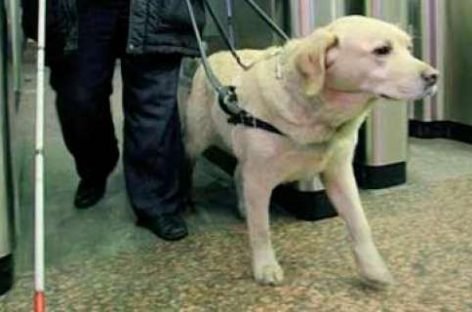 Як адаптувати метро під потреби незрячих з собаками-поводирями?